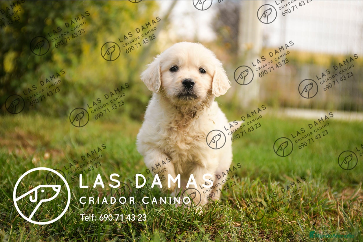 Golden Retriever perros en venta: GOLDEN RETRIEVER PRÓXIMA CAMADA - Anuncio 2