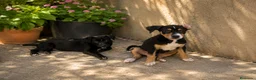 Raza Mixta perros en venta: PRECIOSA PAREJA DE HEMBRAS(leer bien anuncio ) - Anuncio 3