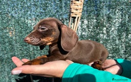 Teckel Miniatura perros en venta: Teckel miniatura chocolate  - Anuncio 2