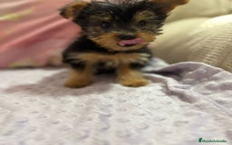 Yorkshire Terrier perros en venta: Yorkshire toy - Imagen 25