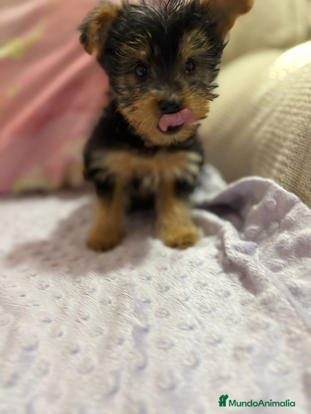 Yorkshire Terrier perros en venta: Yorkshire toy - Imagen 25