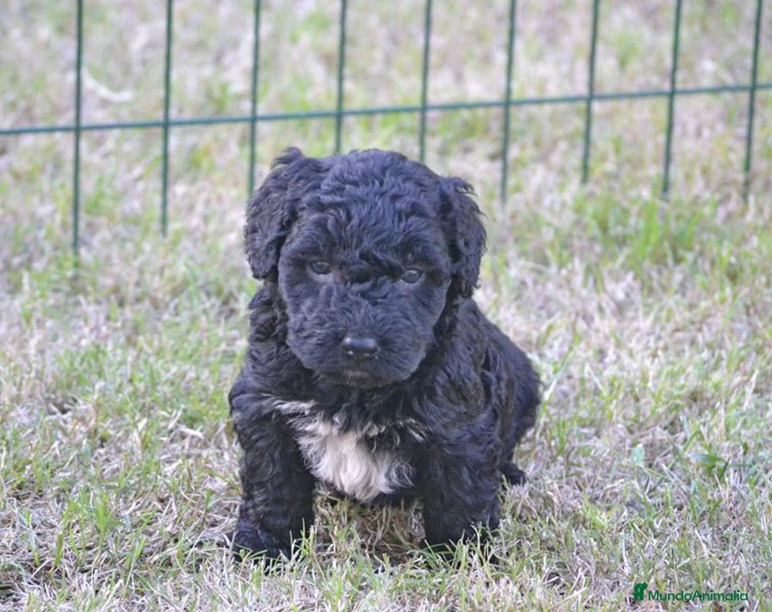 Perro de Agua Español perros en venta: Camada perro de agua español  - Anuncio 11