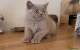 Scottish Fold gatos en venta: HEMBRA BRITISHSHORT HAIR LILAC - Imagen 2