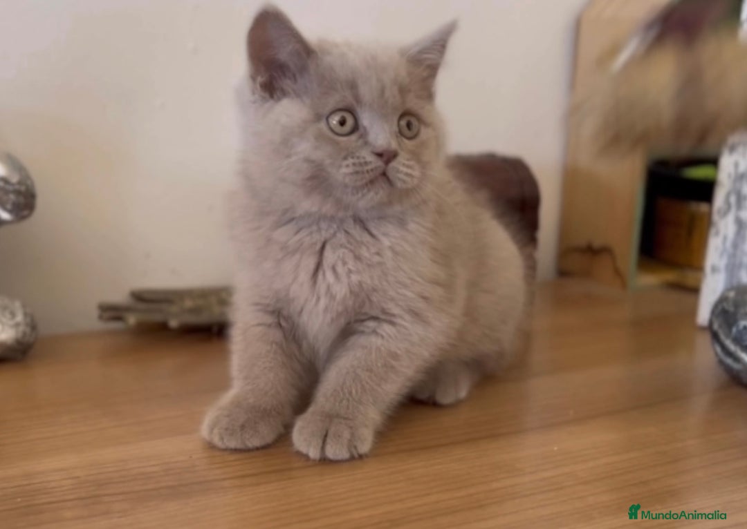 Scottish Fold gatos en venta: HEMBRA BRITISHSHORT HAIR LILAC - Imagen 2
