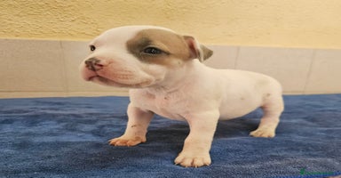 American Bully perros - Anuncio 8