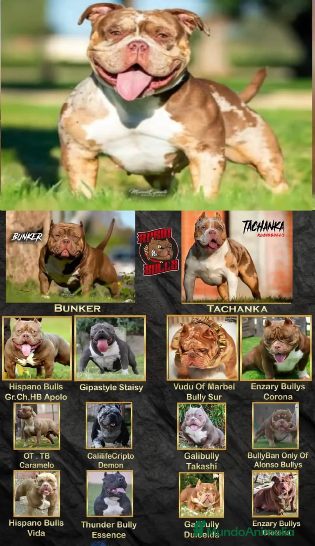 American Bully perros en venta: american bully micro  - Anuncio 5