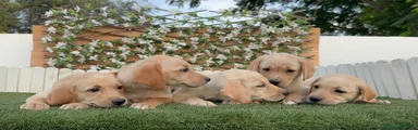 Labrador Retriever 3
