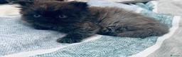 Persa gatos en venta: Persa UNICO smoke ahumado - Anuncio 1