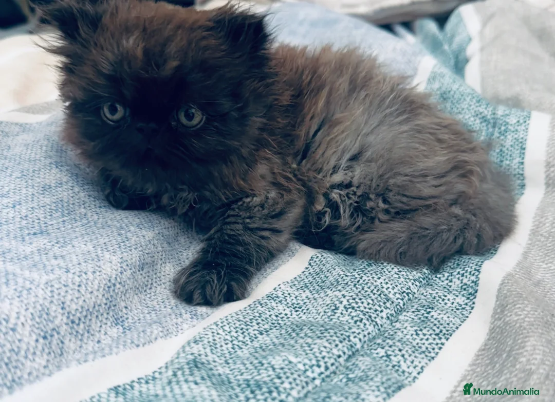 Persa gatos en venta: Persa UNICO smoke ahumado - Anuncio 1