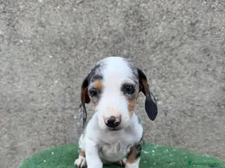 Teckel Miniatura perros Teckel miniatura - Anuncio 1