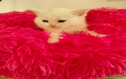 Británico de Pelo Corto gatos en venta: British Shorthair machos y hembra  - Anuncio 4