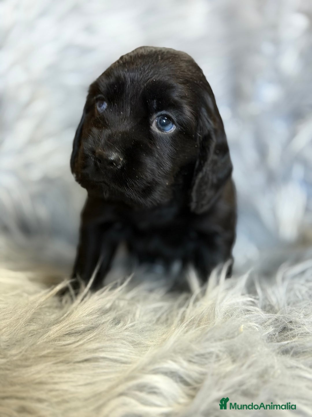 Cocker Spaniel Inglés perros en venta: Cocker inglés negro  - Anuncio 6