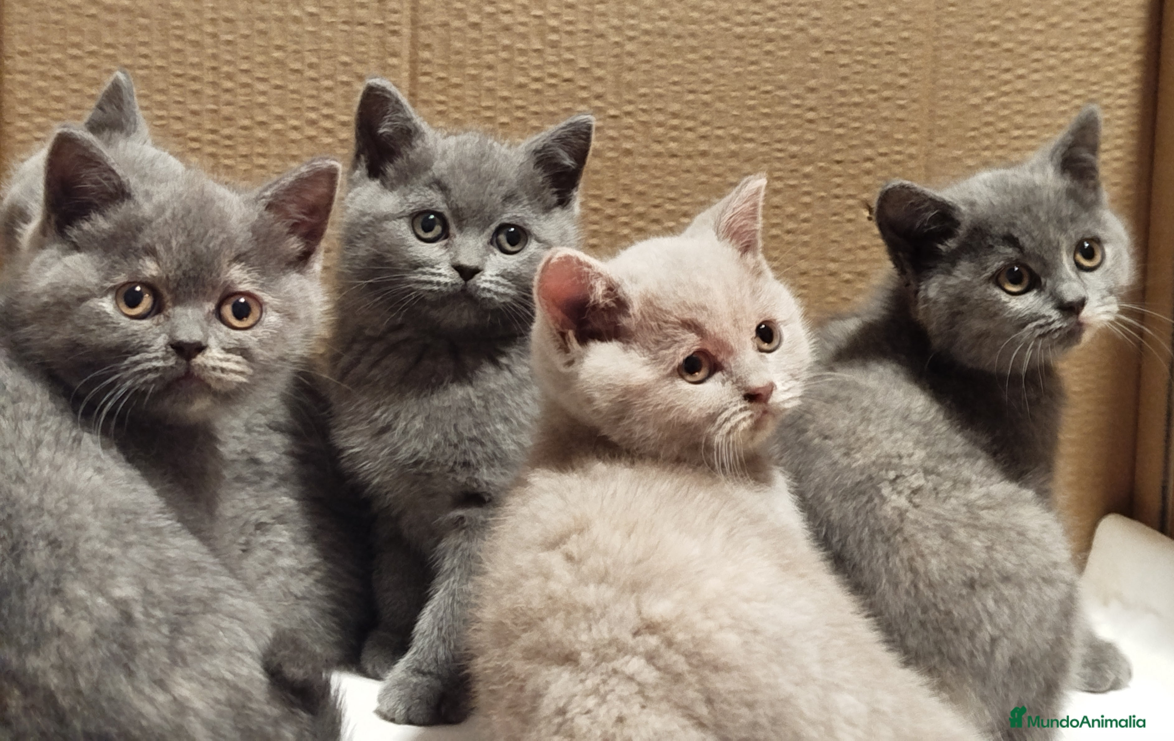 Británico de Pelo Corto gatos British Shorthair  - Anuncio 3