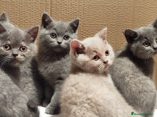 Británico de Pelo Corto gatos British Shorthair - Anuncio 16