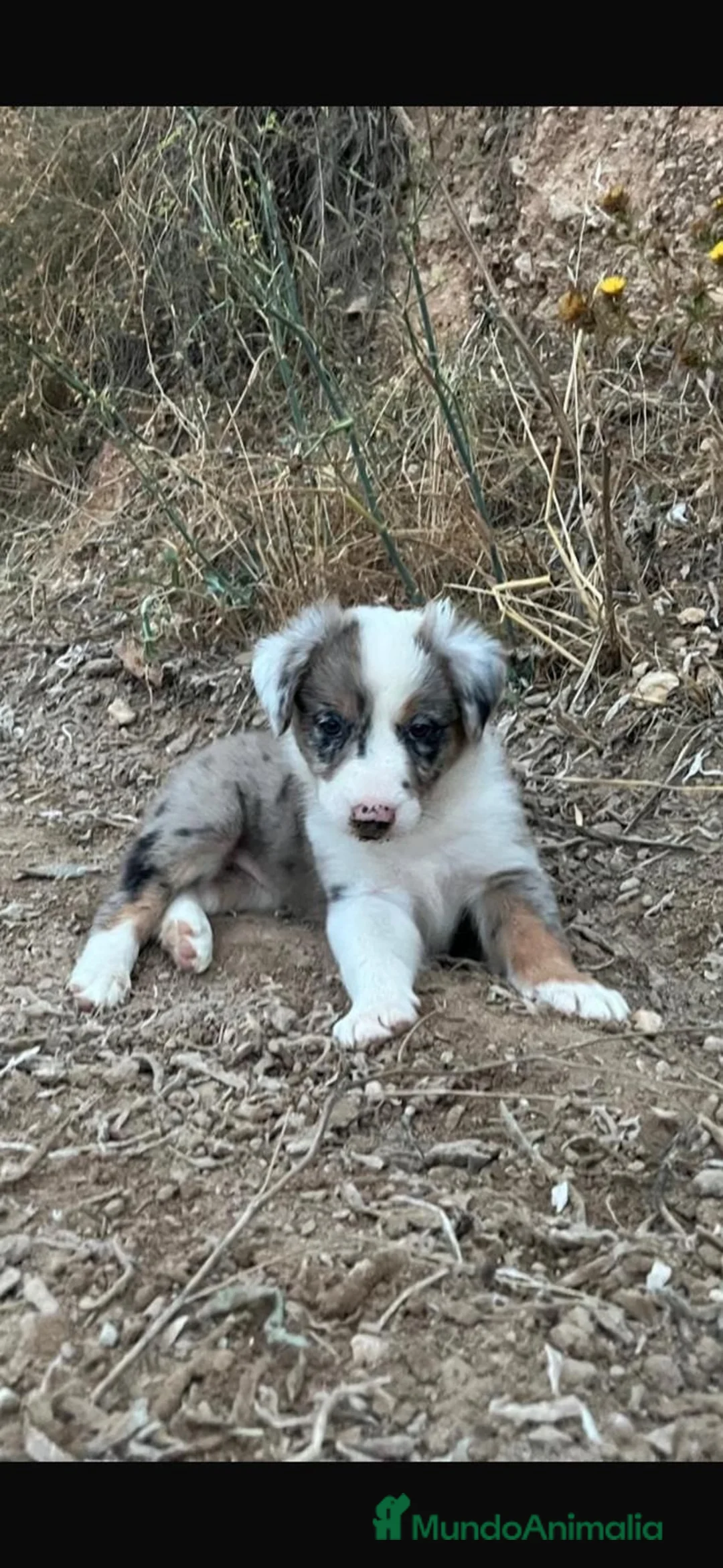 Border Collie perros en venta: Border Collie  - Anuncio 1