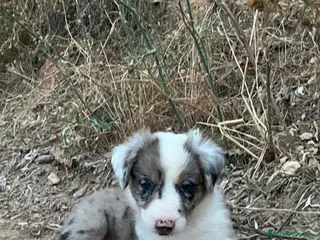 Border Collie perros Border Collie - Anuncio 1