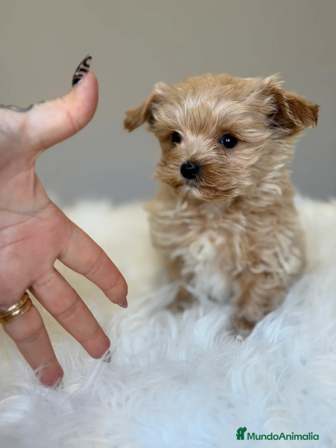 Maltipoo perros en venta: Maltipoo Microtoy  - Anuncio 1