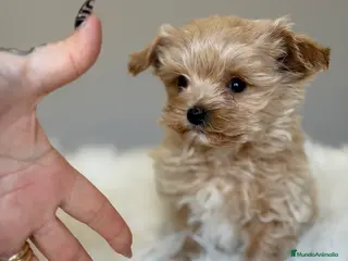 Maltipoo perros Maltipoo Microtoy - Anuncio 3
