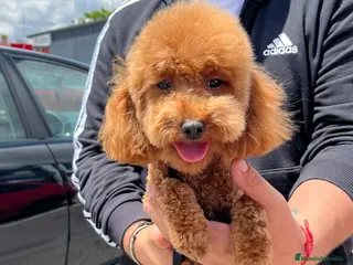 Shihpoo perros Shihpoo - Anuncio 11