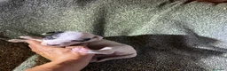 Ratonero Bodeguero Andaluz perros en venta: Cachorros bodeguero - Anuncio 3