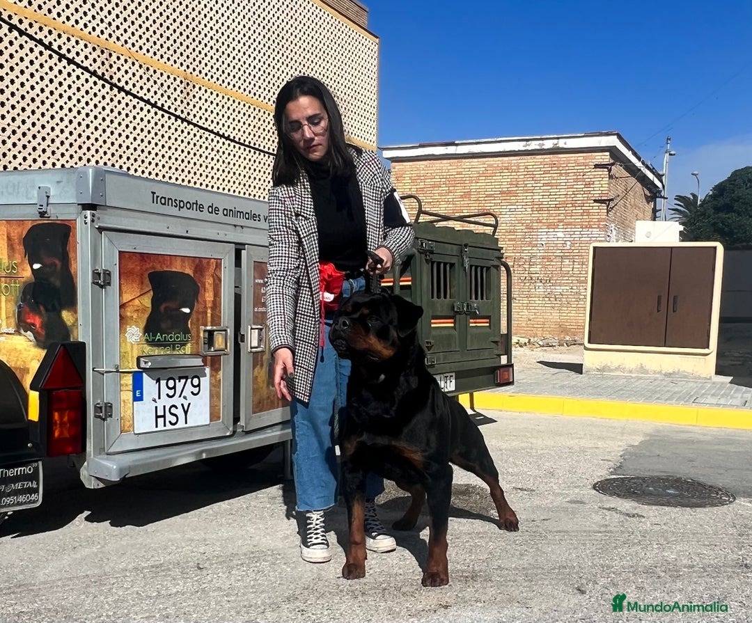 Rottweiler perros para monta: Rottweiler para montas - Anuncio 4