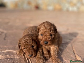 Caniche Toy perros - Anuncio 2