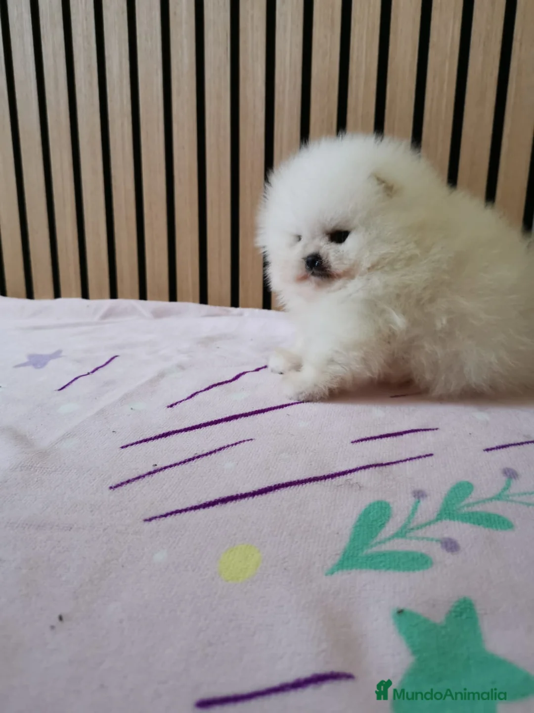 Pomerania perros en venta: Pomerania TOY Blanco nuclear ♂️ - Anuncio 3