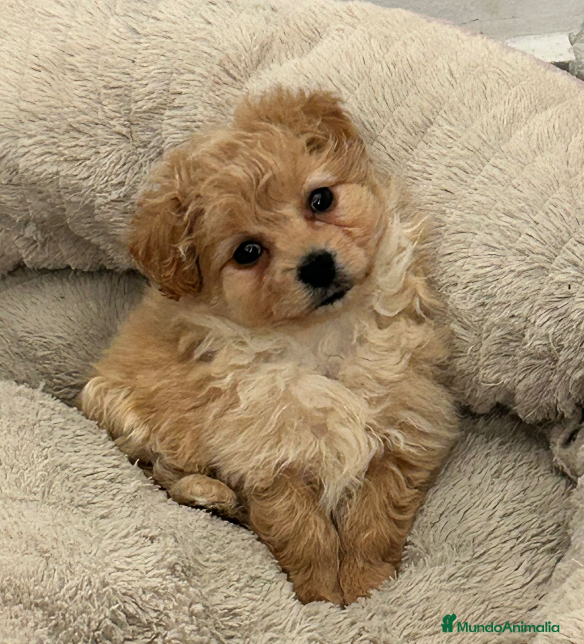 Maltipoo perros Maltipoo mini  - Anuncio 1