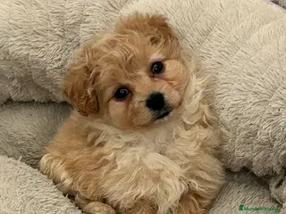 Maltipoo perros Maltipoo mini - Anuncio 1