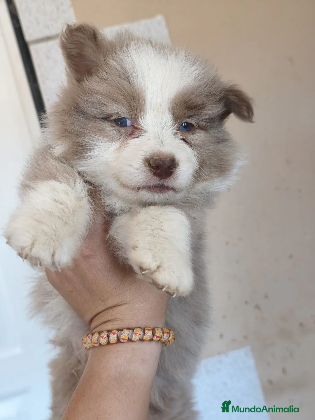 Border Collie perros en venta: Border collie bicolor macho  - Anuncio 5