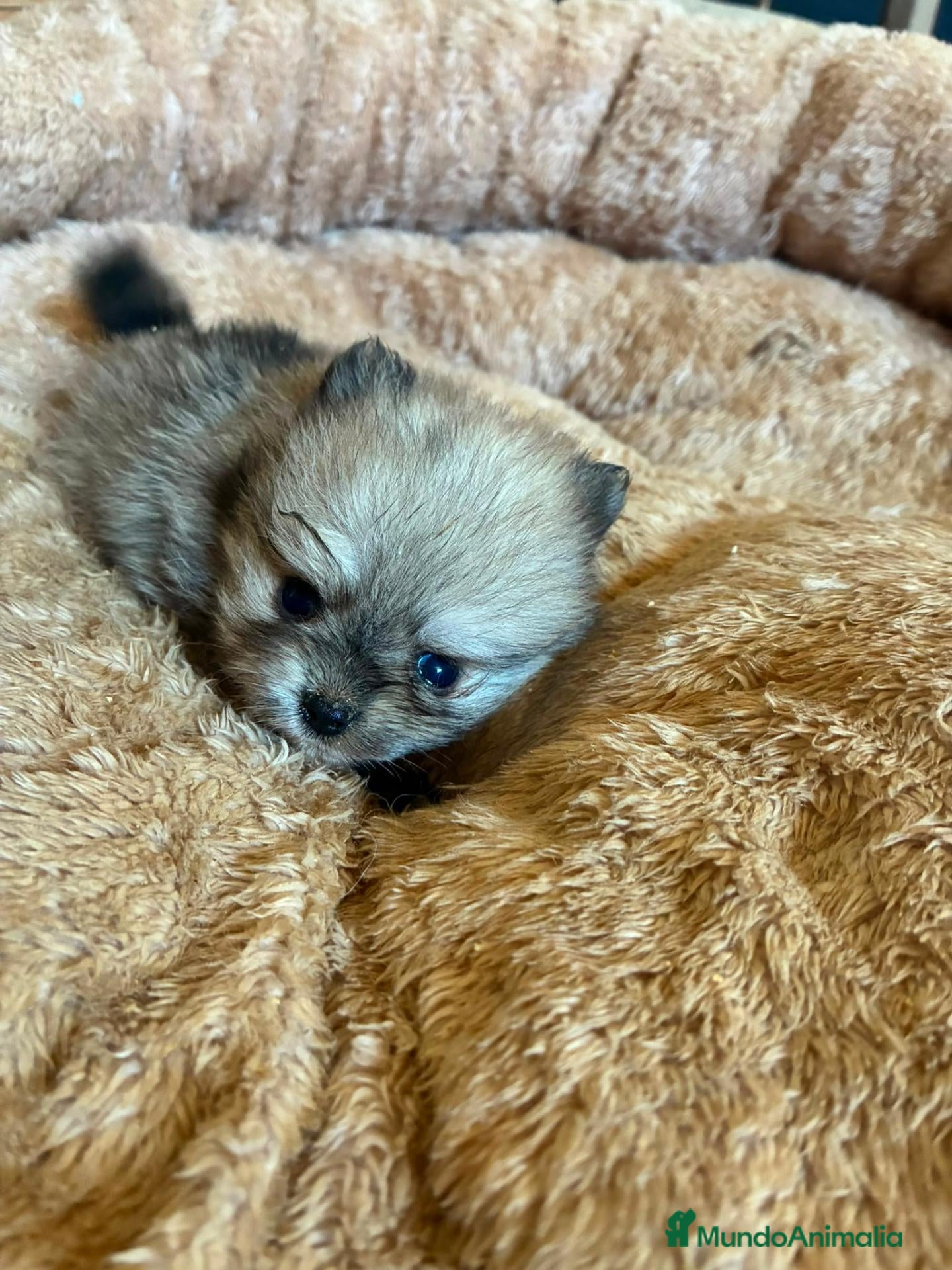 Pomerania perros Pomerania Mini Toy - Anuncio 1