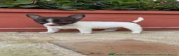 Chihuahua perros en venta: 🐾 CAMADA DE CHIHUAHUAS – PELO CORTO 🐾 - Anuncio 29