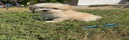 Maltipoo perros en venta: Maltipoo preciosos cachorros !!! - Anuncio 4