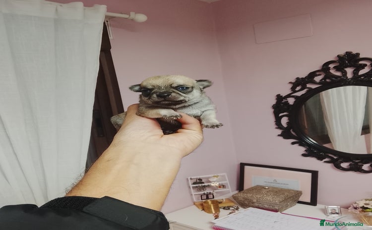 Chihuahua perros Chihuahua toy cabeza manzana - Anuncio 2