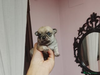 Chihuahua perros Chihuahua toy cabeza manzana - Anuncio 2