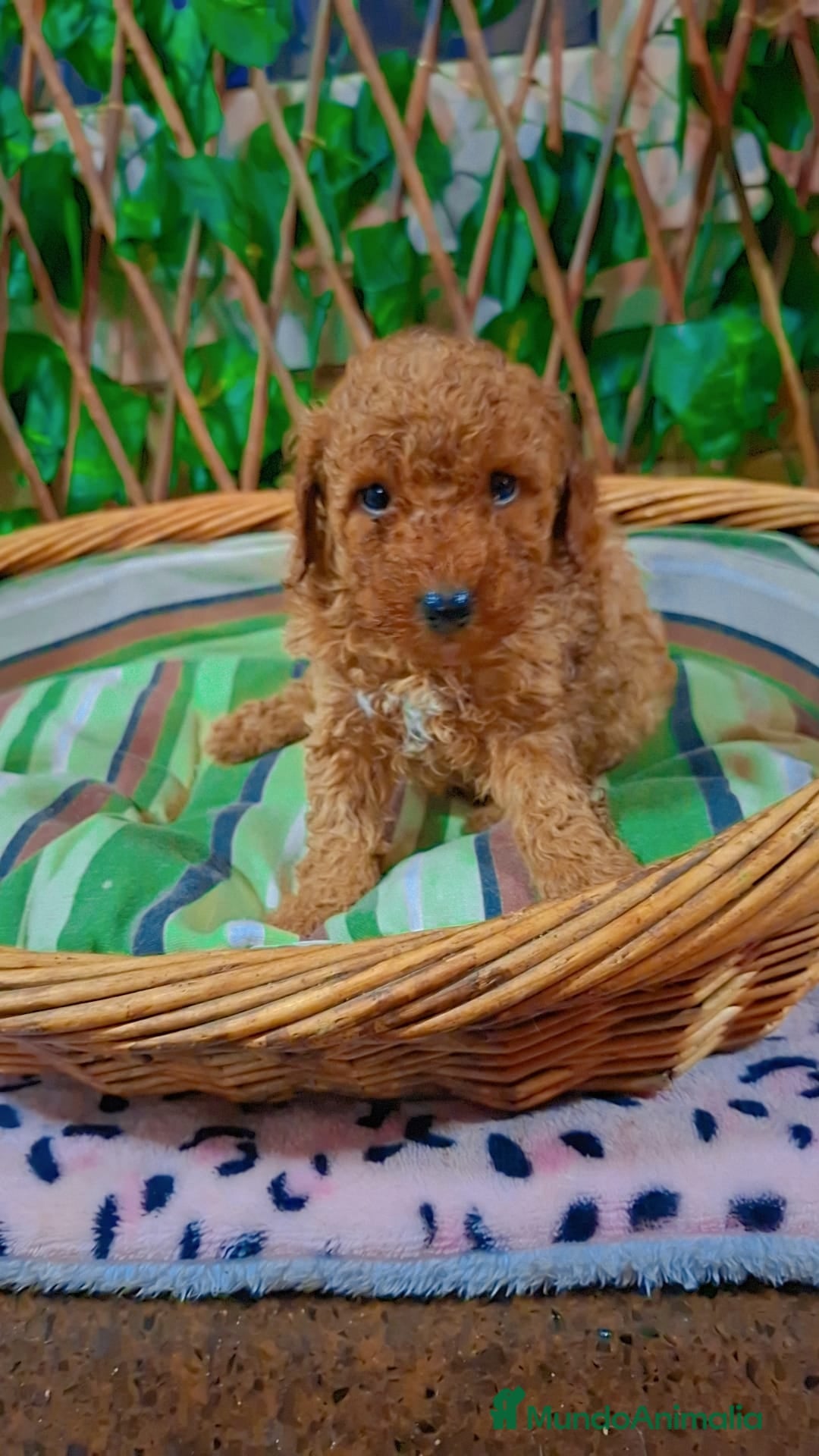 Caniche Toy perros en venta: Macho caniche toys  - Anuncio 3