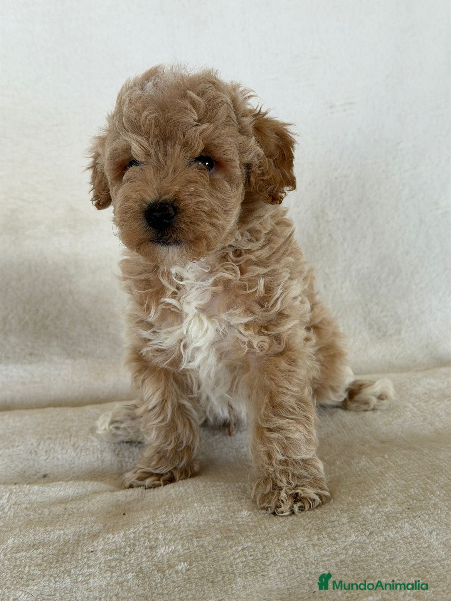 Caniche Enano perros CANICHE APRICOT - Anuncio 1