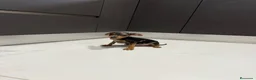 Pinscher Miniatura perros en venta: Mini pincher Exoticos  - Anuncio 5