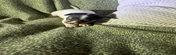 Ratonero Bodeguero Andaluz perros en venta: Cachorros bodeguero - Anuncio 4