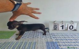 Chihuahua perros en venta: Chihuahua toy - Imagen 4