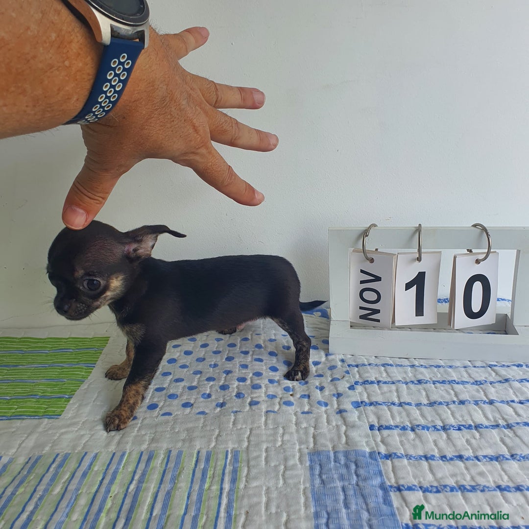 Chihuahua perros en venta: Chihuahua toy - Imagen 4