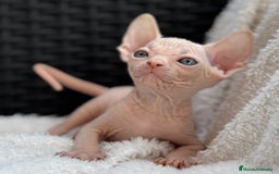 Sphynx gatos en venta: Sphynx gato egipcio  - Imagen 4