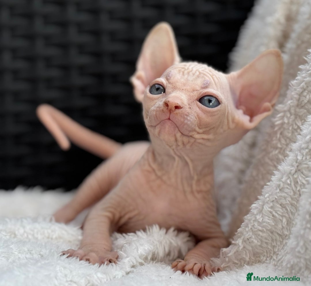 Sphynx gatos en venta: Sphynx gato egipcio  - Imagen 4
