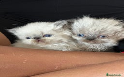 Persa gatos en venta: Preciosos bebés persas himalayos - Imagen 3