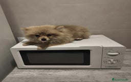 Pomerania perros en venta: Pomerania  - Anuncio 9
