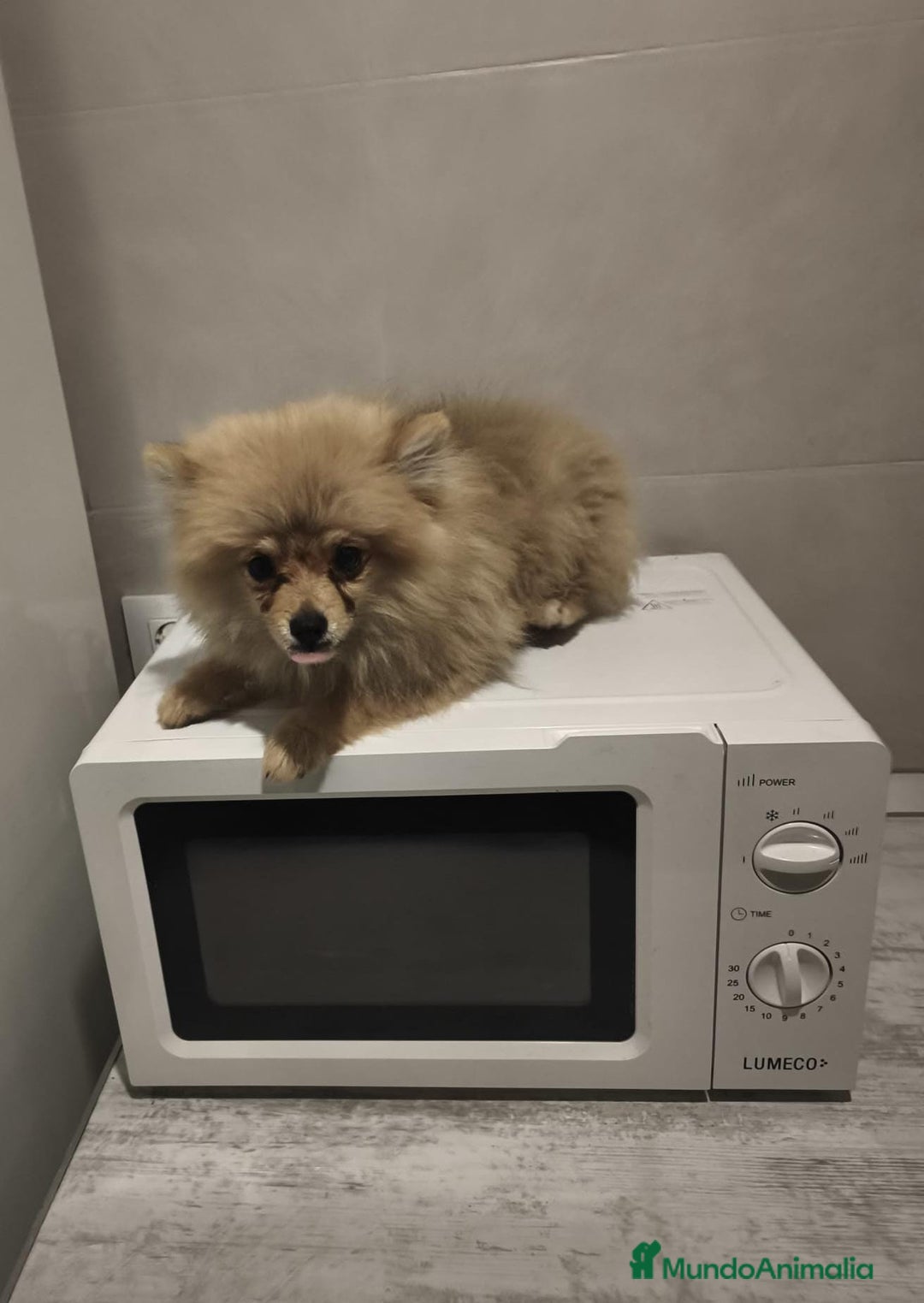 Pomerania perros en venta: Pomerania  - Anuncio 9