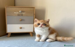 Exótico de Pelo Corto gatos en venta: GATITOS EXOTICOS Y PERSAS en Girona - Imagen 1