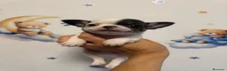 Chihuahua perros en venta: Chihuahua miniatura  - Anuncio 1