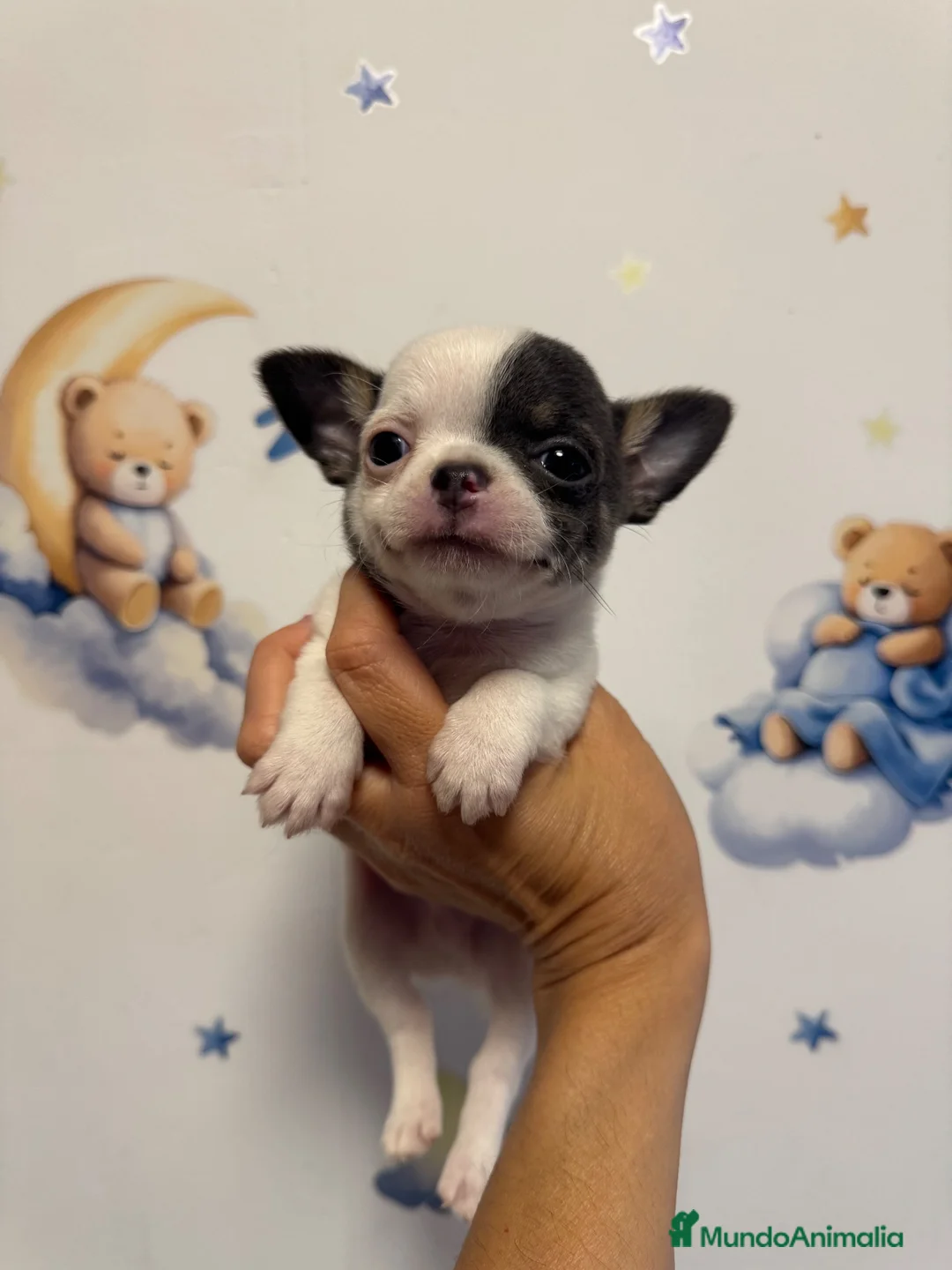Chihuahua perros en venta: Chihuahua miniatura  - Anuncio 1