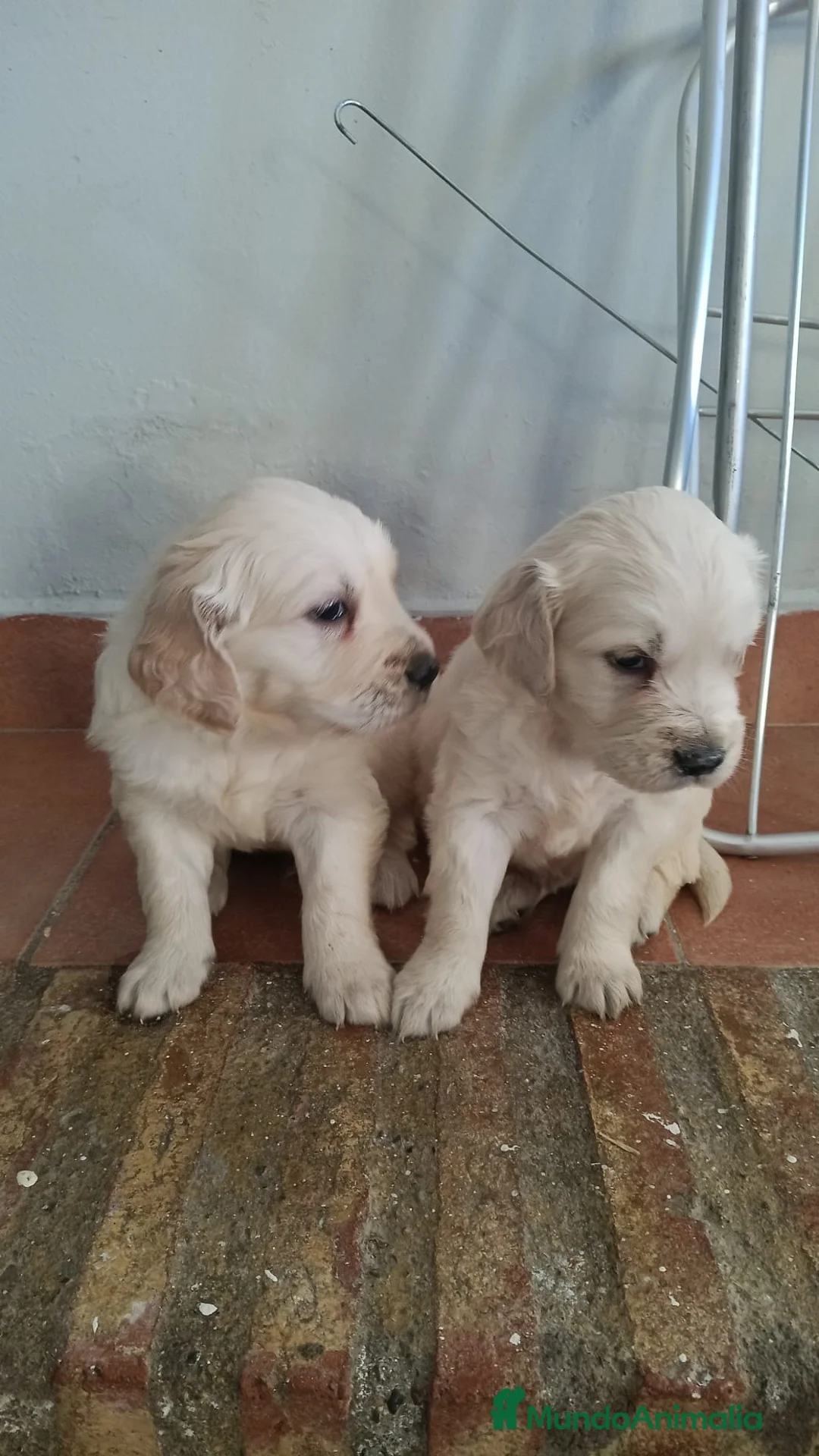 Golden Retriever perros en venta: Espectacular camada lista para entregar - Anuncio 6